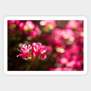 Pink Azalea Flowers Sticker